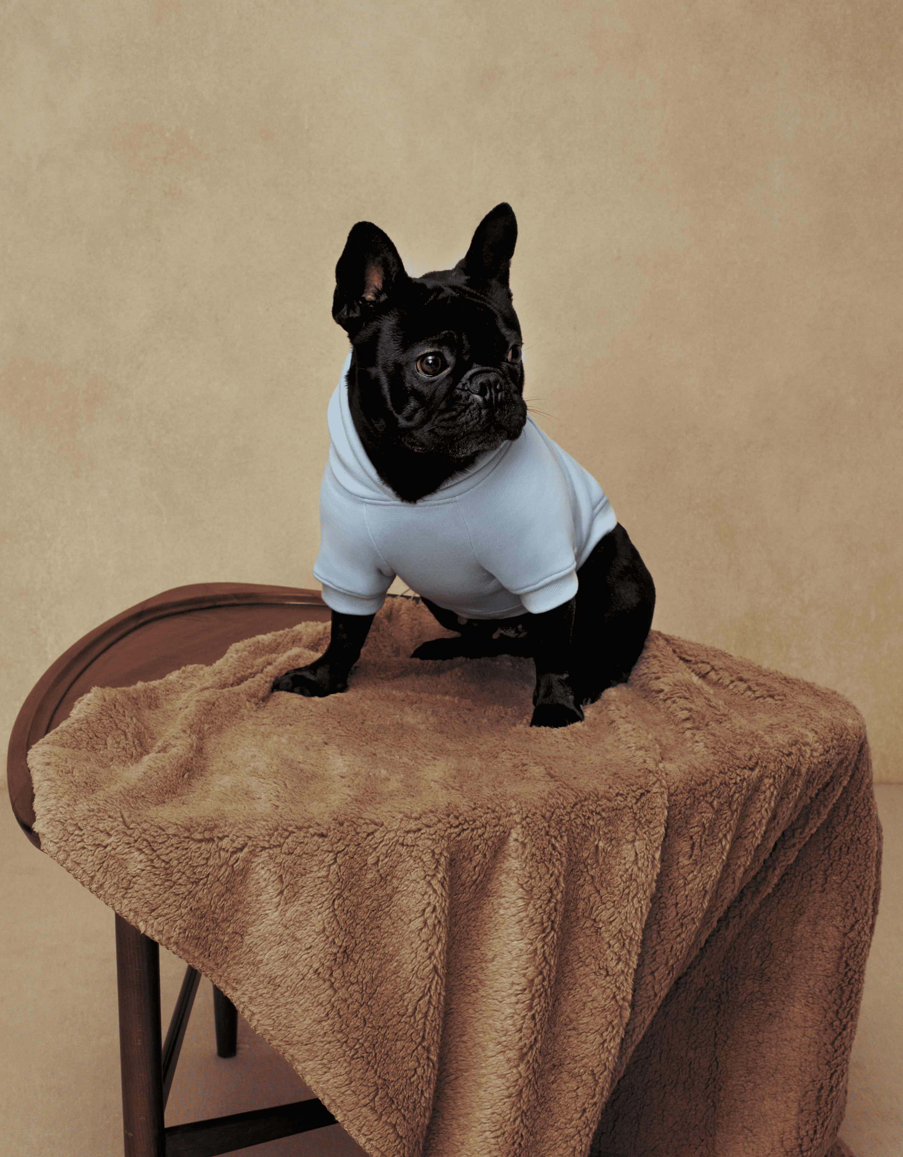 Ferrari X Charles Leclerc Pet Jumper